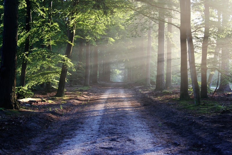 Whispering Woods